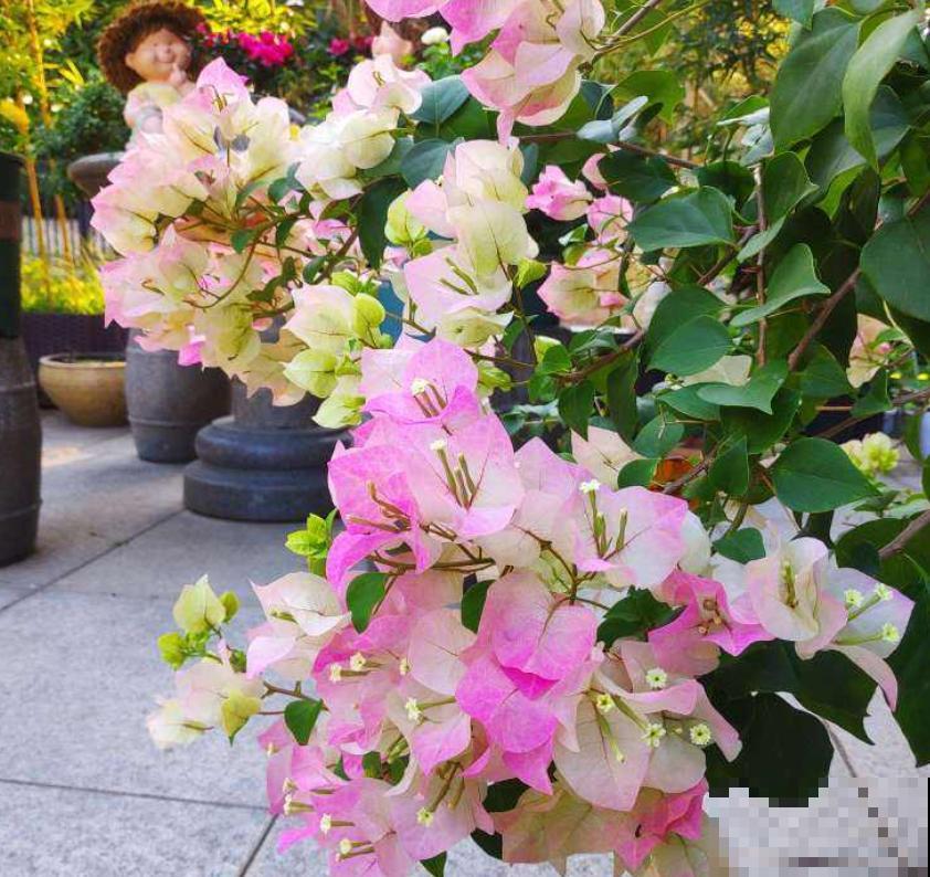 扦插正当时，抓住眼前的绝佳时节，净赚一窝“小崽子”