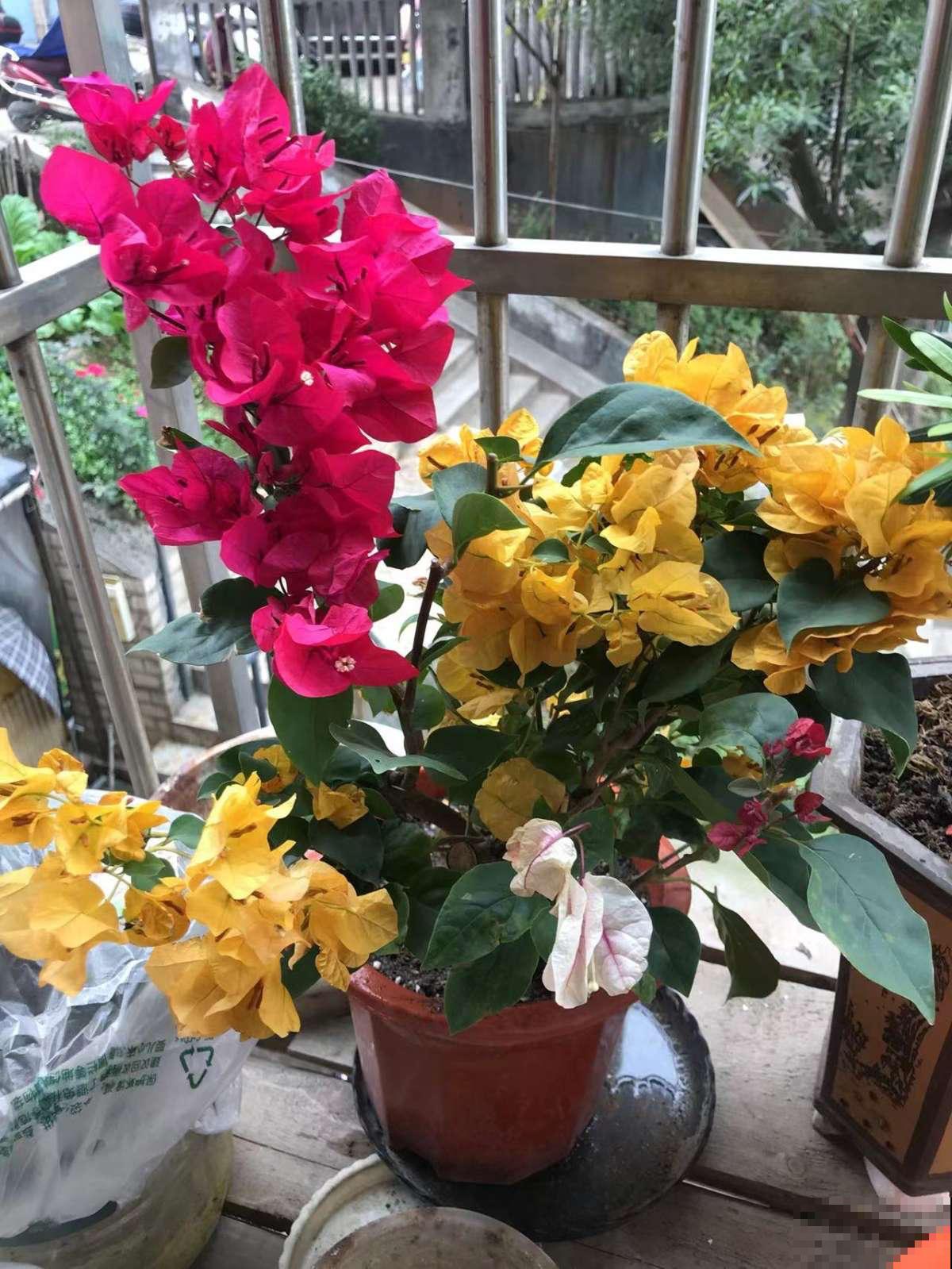 封闭阳台想爆花，养4种“爆花机器”，剪一岔开一茬，摁都摁不住