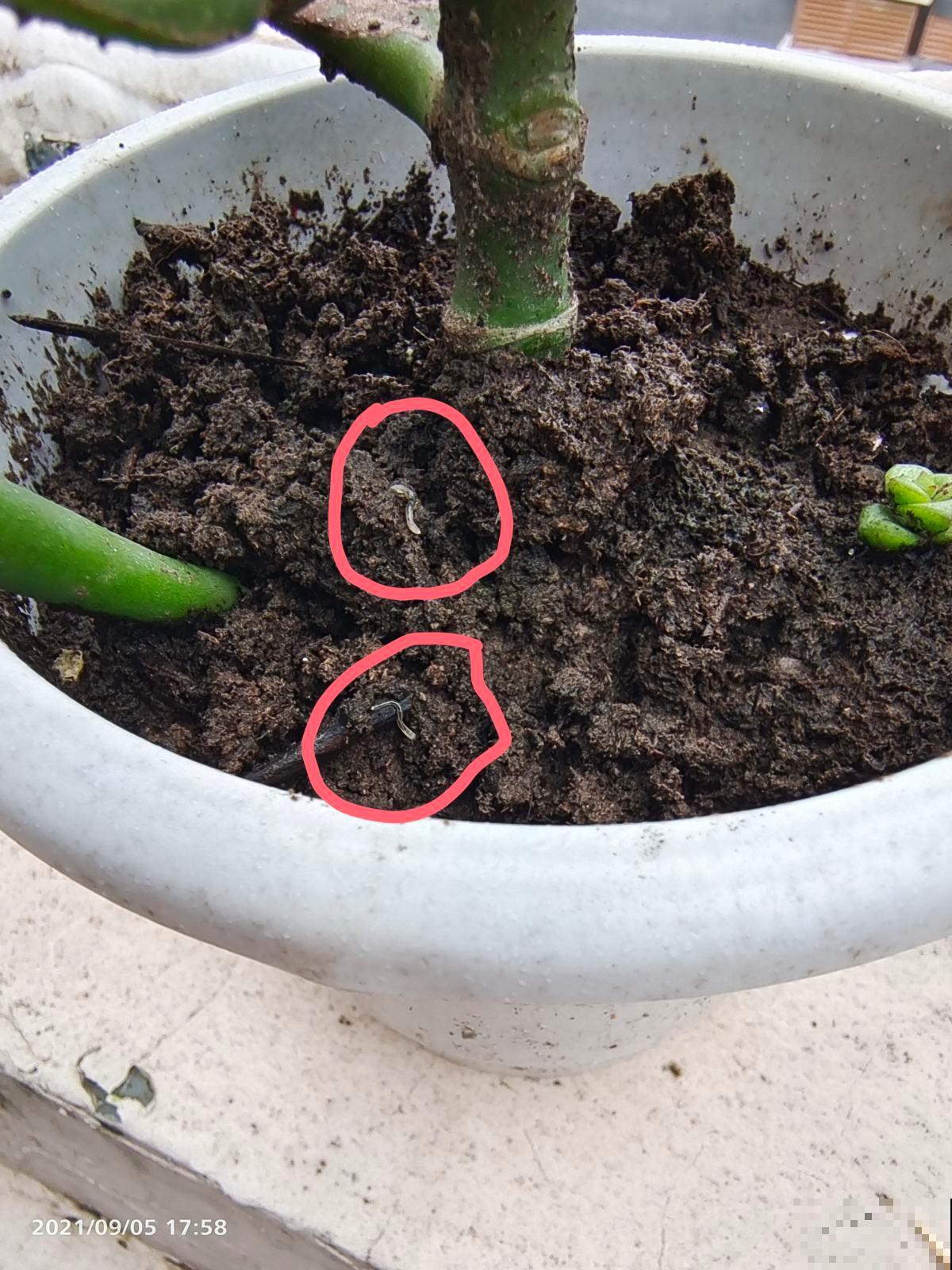 不用花钱买的3种花,去邻居家剪个枝,插在土里就能活 不用花钱买的3种花,去邻居家剪个枝,插在土里就能活