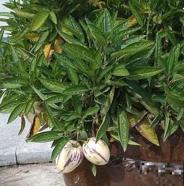 1种花俗称“摇钱树”，满盆长满小元宝，大吉大利，好看吉祥！