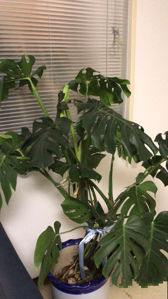 5种网红植物,中看不中养,谁买谁上当 5种网红植物,中看不中养,谁买谁上当