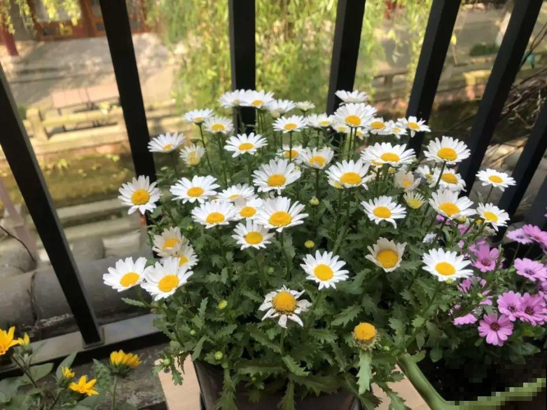 5种小清新菊花，花期长，花量大，秋天值得入手！