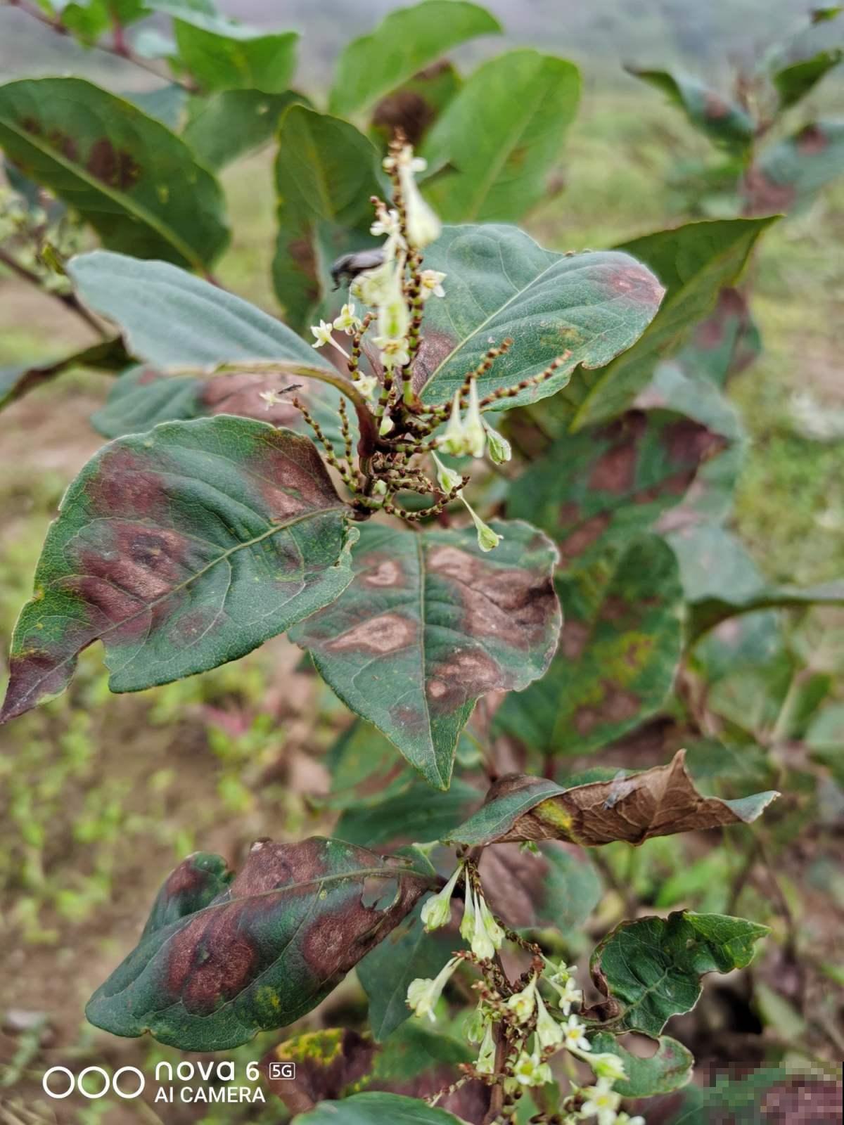 5种“入侵花”，除都除不掉，太恐怖了