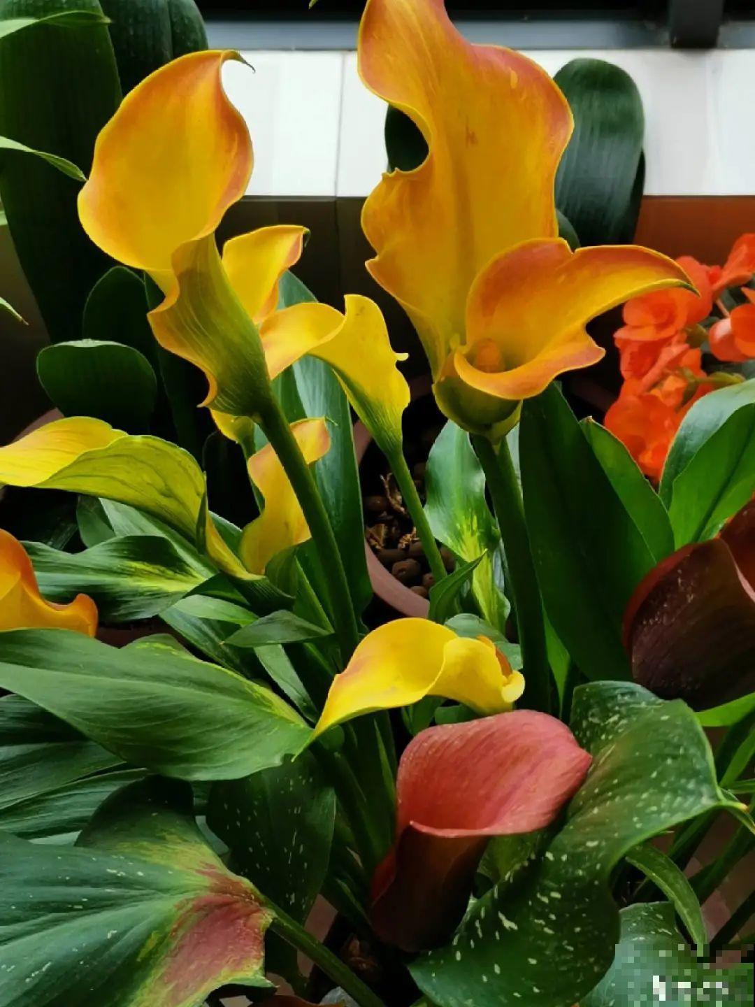 腊月买花要睁大眼,这8种花别要,养不活还浪费钱 腊月买花要睁大眼,这8种花别要,养不活还浪费钱