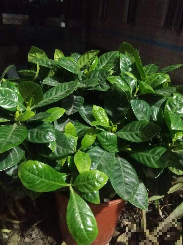 养花必须知道的10句“顺口溜”,不要白白交学费,收藏好终身受用 养花必须知道的10句“顺口溜”,不要白白交学费,收藏好终身受用