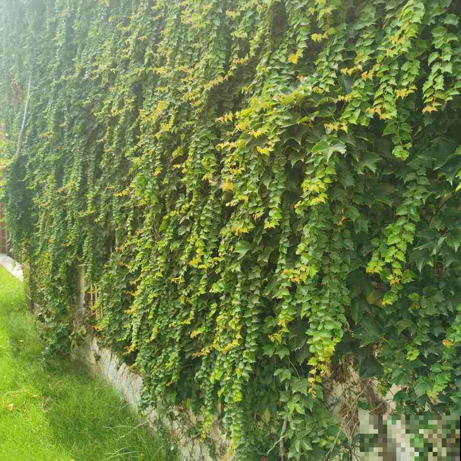 “院子不养3种花”，老祖宗传下来的话，是迷信还是科学？