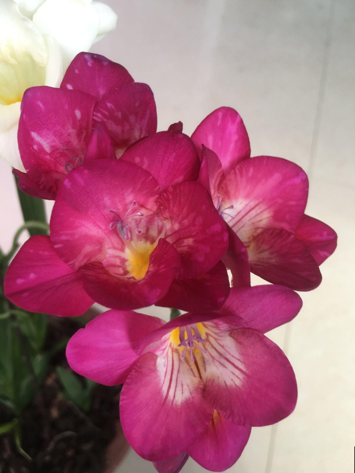 6种适合女人养的花,懂得生活的人才值得拥有它,好看又好养 6种适合女人养的花,懂得生活的人才值得拥有它,好看又好养