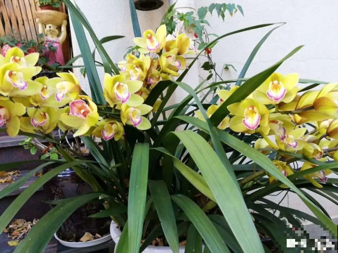 养花“急救”方法，1步搞定，别越拖越严重！