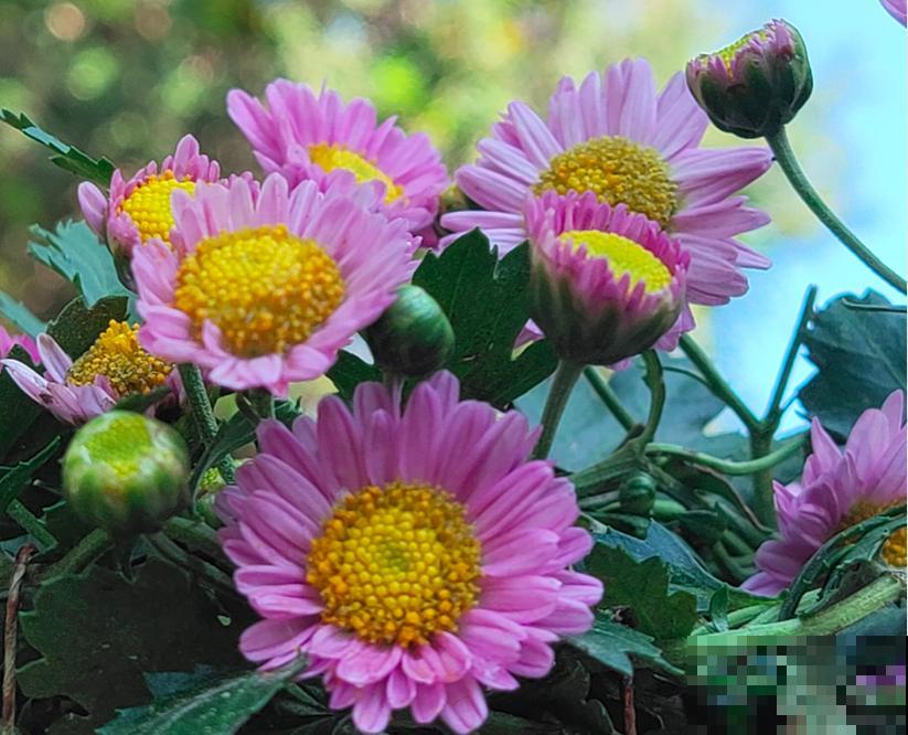 5种花，名字带“秋”，养护超简单