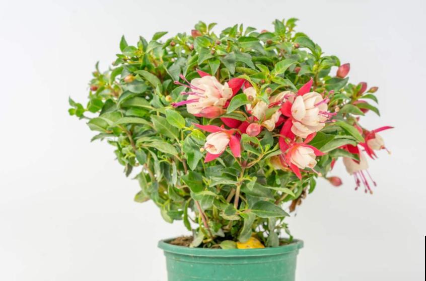 猫砂可以拌土养花？又一个养花小知识，赶快学起来