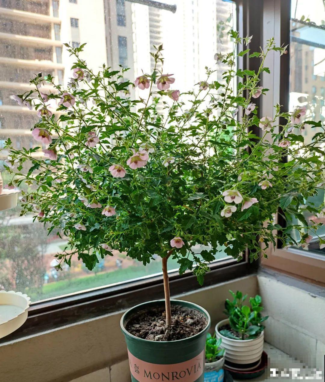 现在给花上秋肥，杆子粗、叶子密，不然冬天都冻死