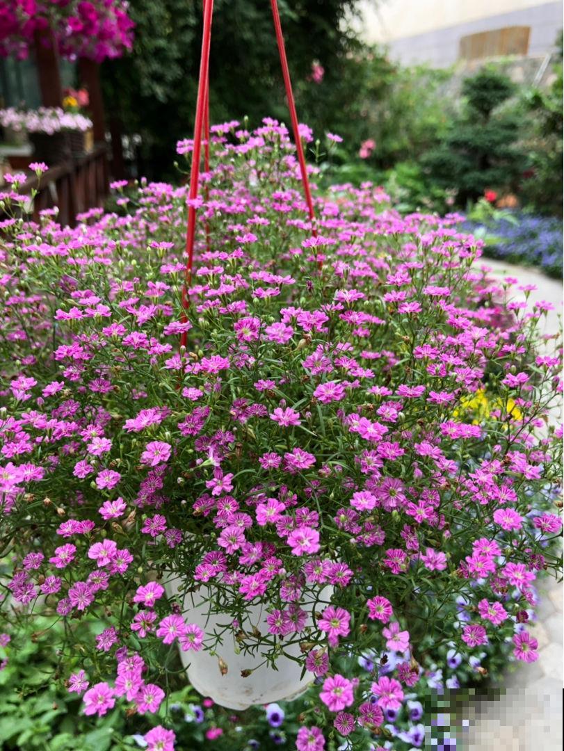 1种花是“开花机器”,全年都在开花,爆盆很容易 1种花是“开花机器”,全年都在开花,爆盆很容易