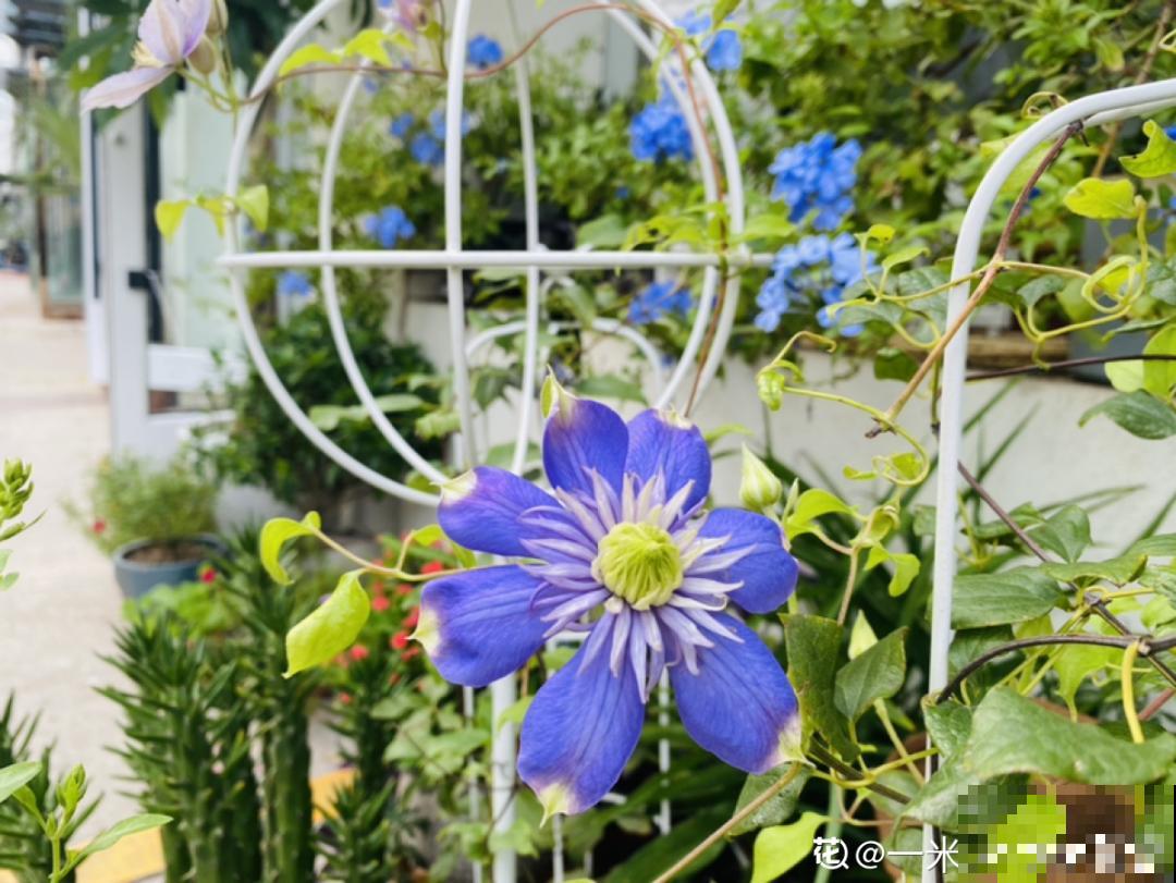 9种花,冬天狠心剪一刀,剪对了明年妥妥爆花 9种花,冬天狠心剪一刀,剪对了明年妥妥爆花