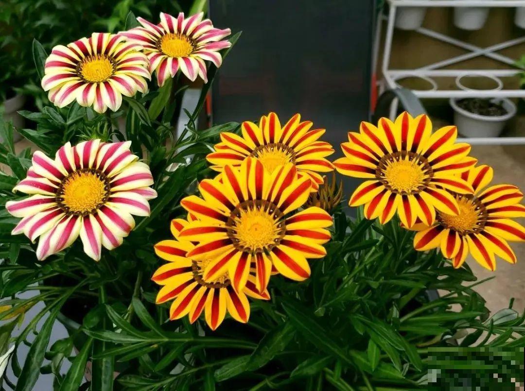 5种小清新菊花，花期长，花量大，秋天值得入手！
