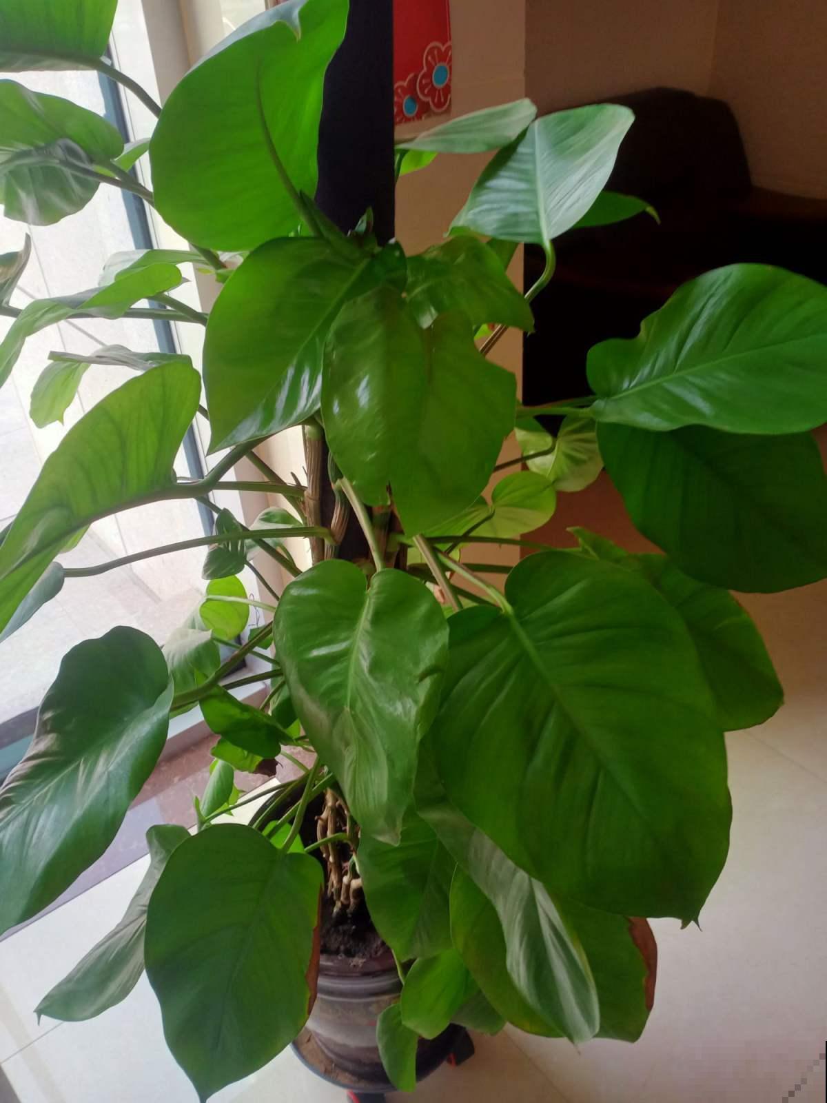 最近刚装修，推荐4种净化空气植物，摆在家里更清新