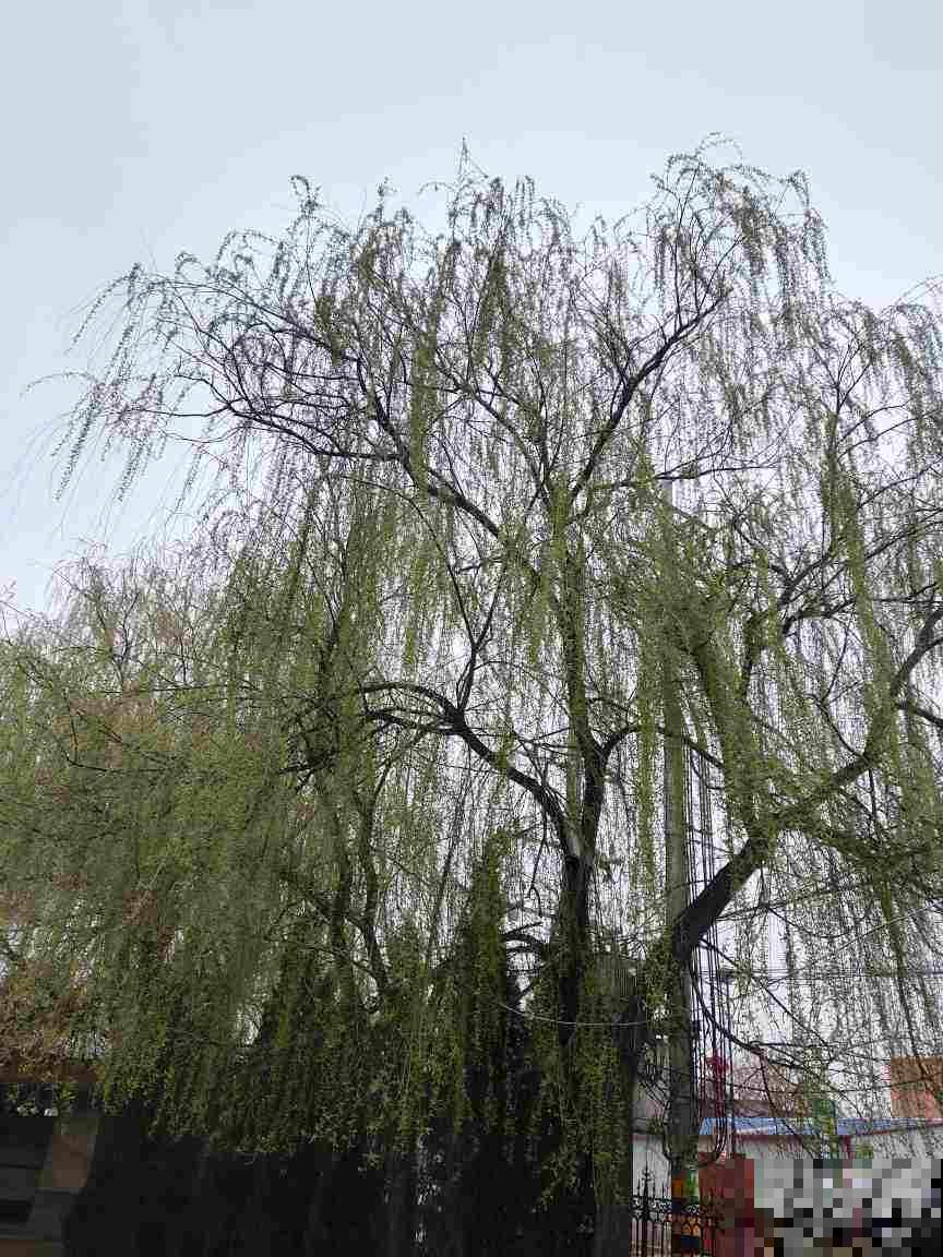 老祖宗说“五树进宅,人穷家败”,5种树最好不要种家里 老祖宗说“五树进宅,人穷家败”,5种树最好不要种家里