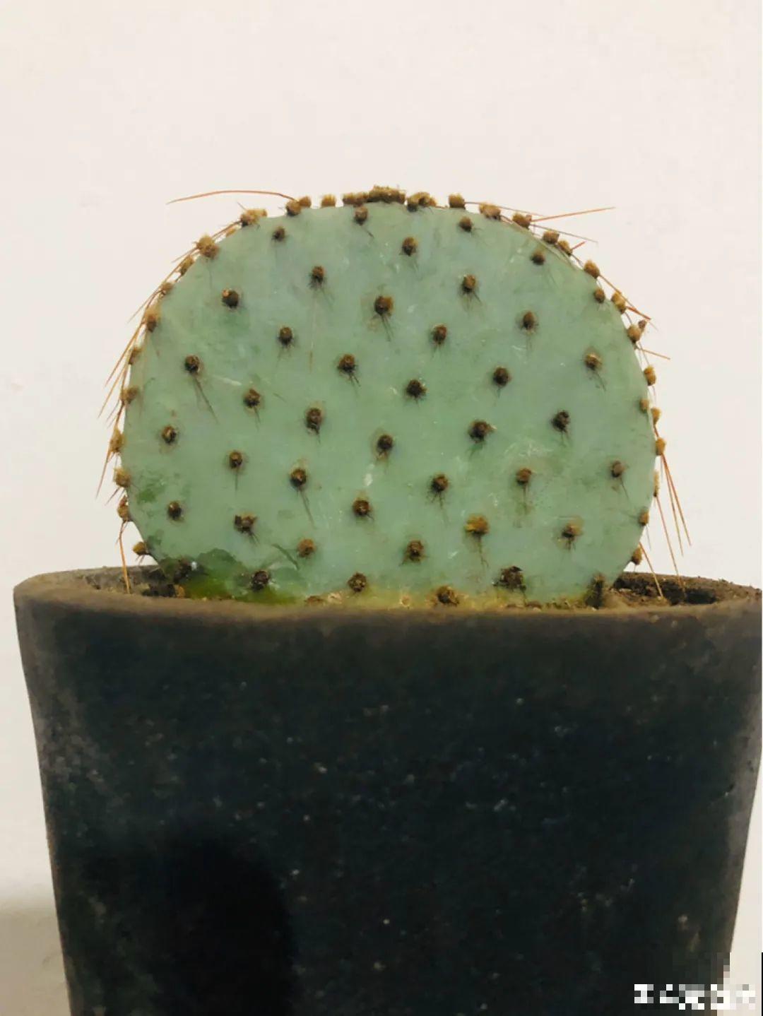 新房装修完，养盆“天然净化器”，净化空气身体棒