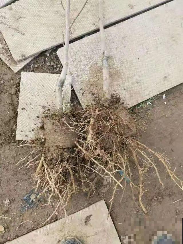 家门口种棵“吉祥花”，满树都开花，还有“镇宅”好兆头