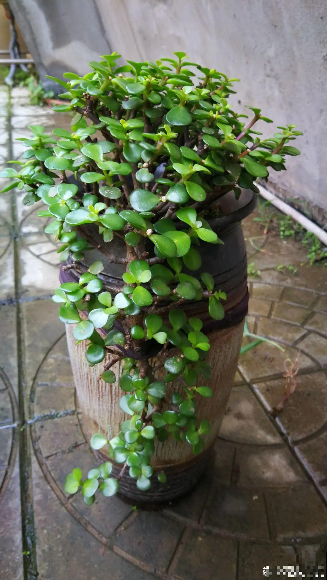 人养花，花也养人，家里养这10种花，越养越健康