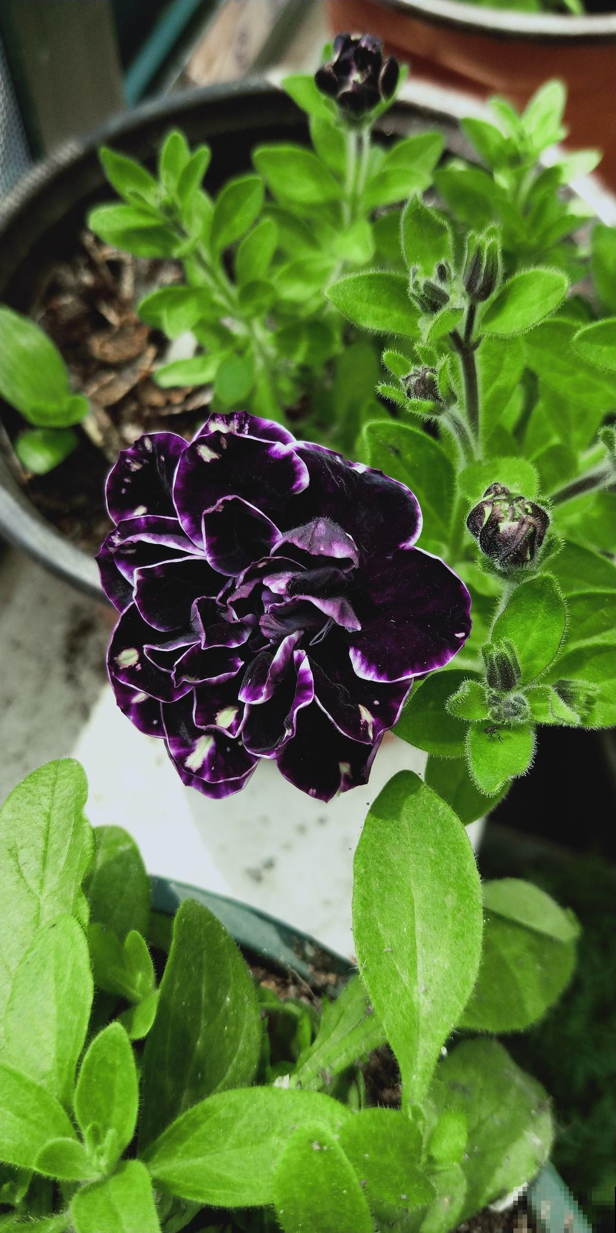 “10大不吉利”花排行榜，新手已经“退货”了，你家养过吗？