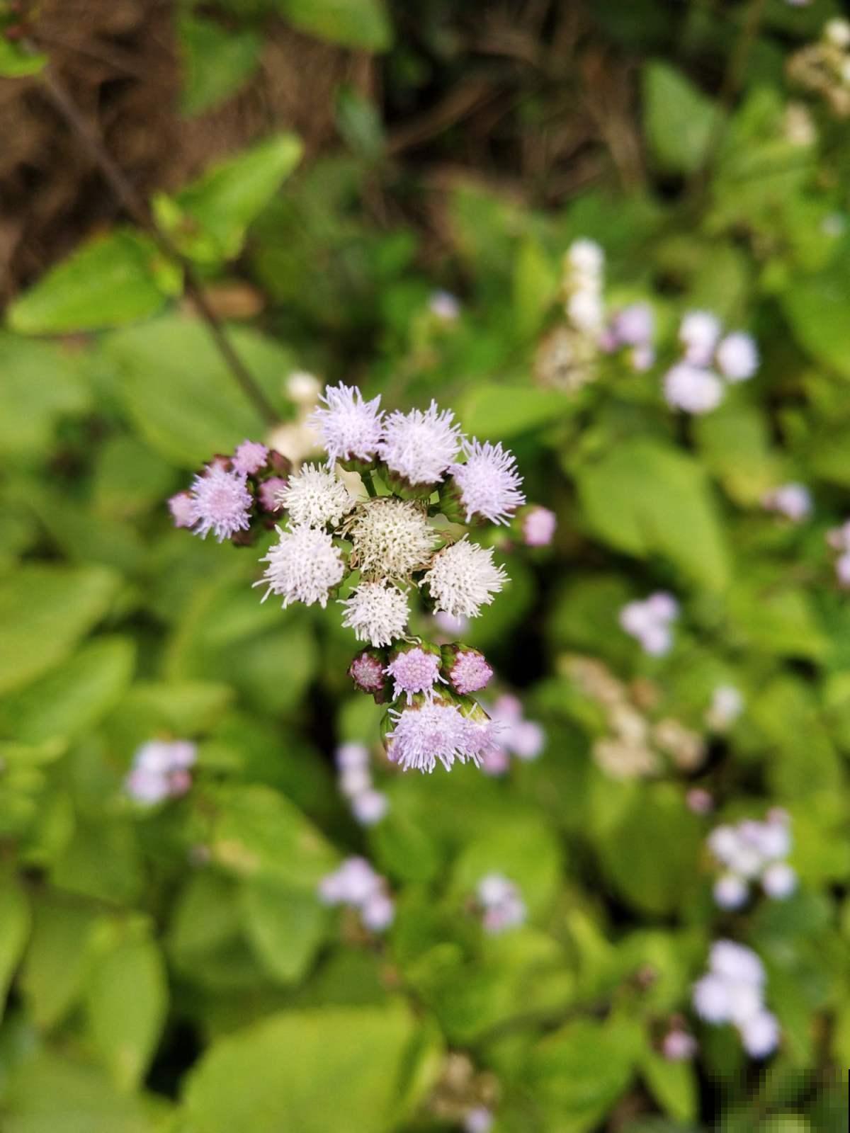 农村遍地都是的花,全年开花不招虫,还有药用价值 农村遍地都是的花,全年开花不招虫,还有药用价值