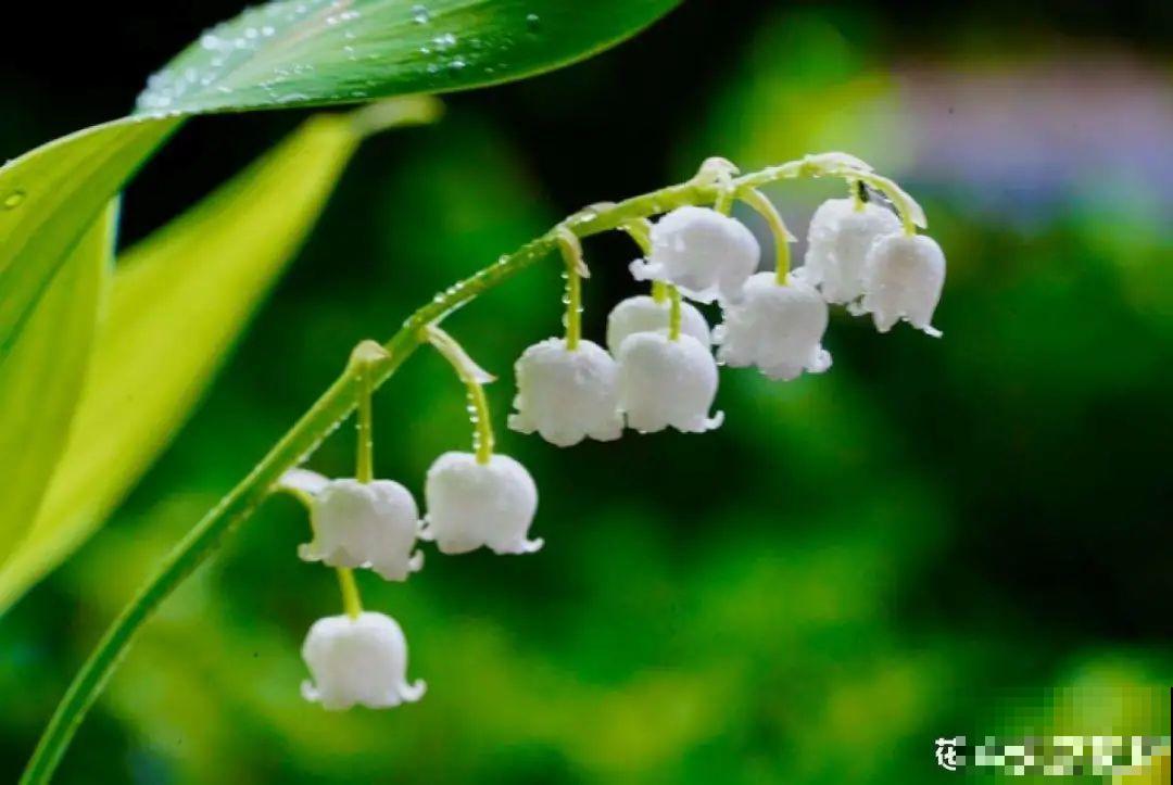 一把块根种土里，满枝条挂“铃铛”，开花满屋子高级香水味