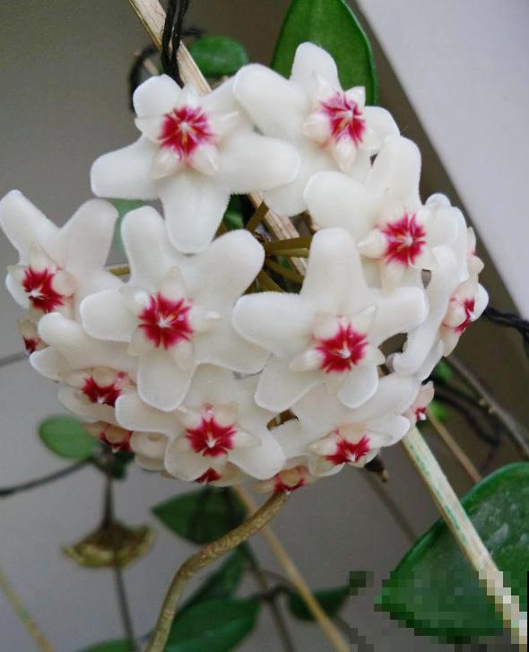 爱“攀爬”的4种花，开花节节高，家里也能变花园