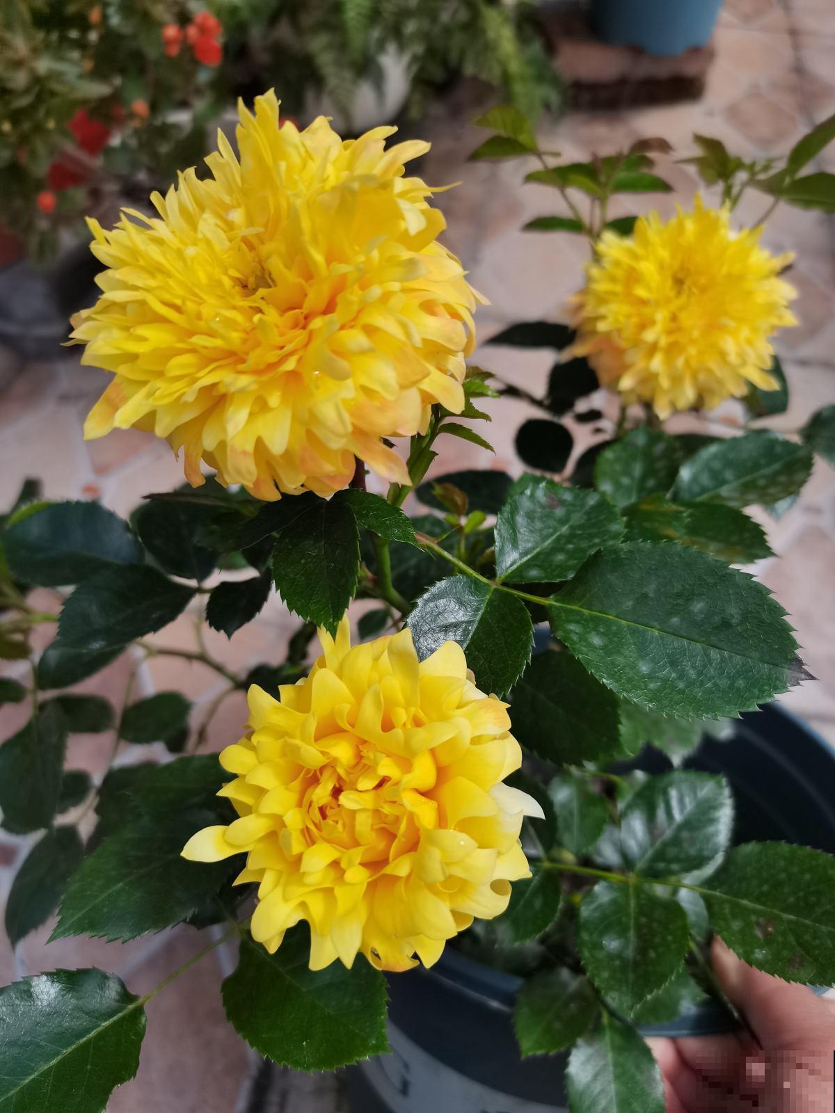 冬天给花浇水，要注意3点，植物喝饱水长得旺