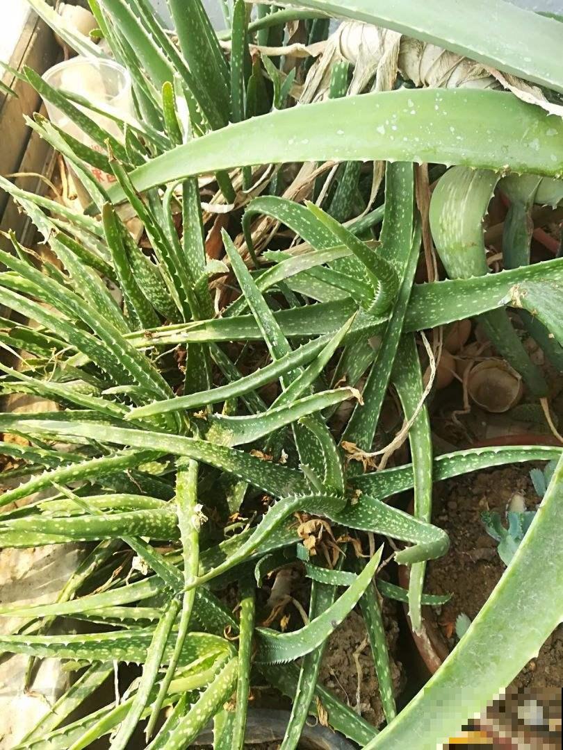 芦荟养护超简单，做好这5步，秒变又肥又壮小胖崽