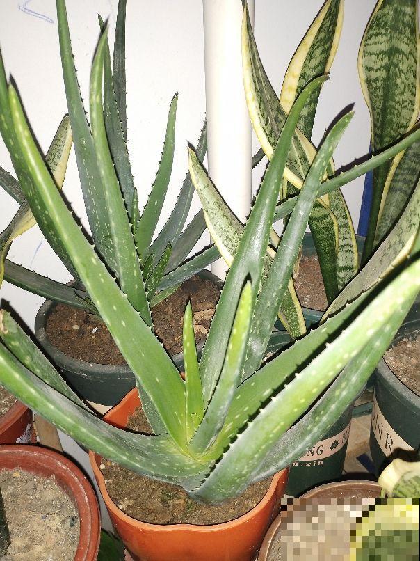 堪称“家庭小药箱”的芦荟，女人最爱的植物，美容养颜作用大