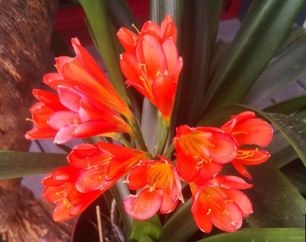 君子兰特爱2种“免费肥料”，一种厨余废品，一种“野外垃圾”