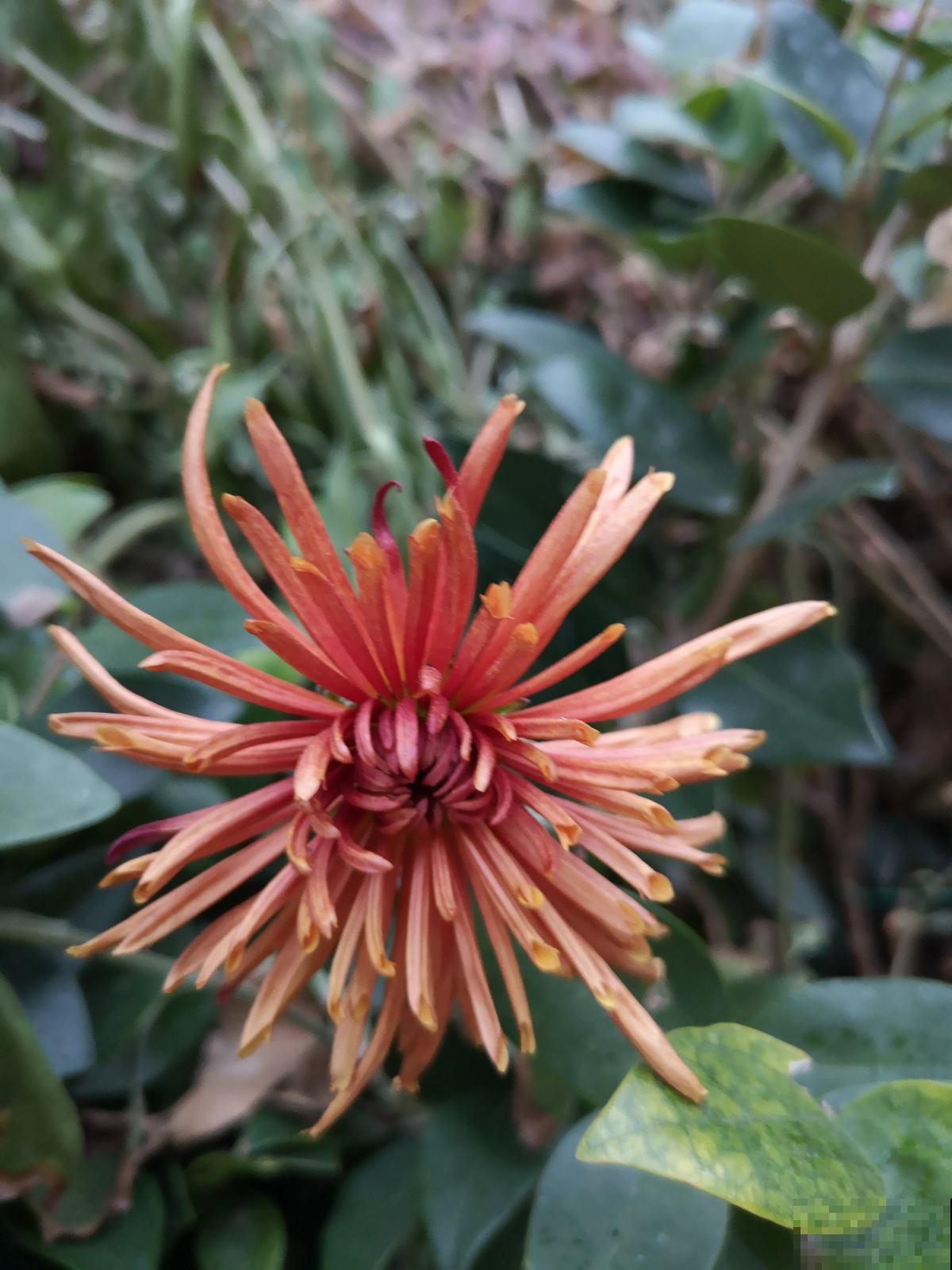 7种花最耐寒，到了零下也能活，冬天也有花赏