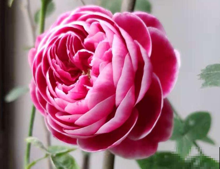 养花“入门课程”，5种化肥知识，新手花友要牢记