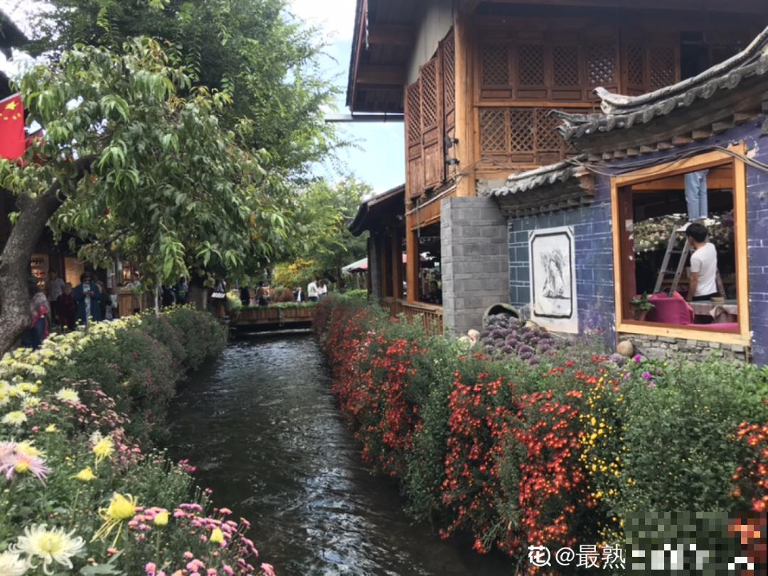 一盆菊花一万二，能开出七个颜色，真是少见