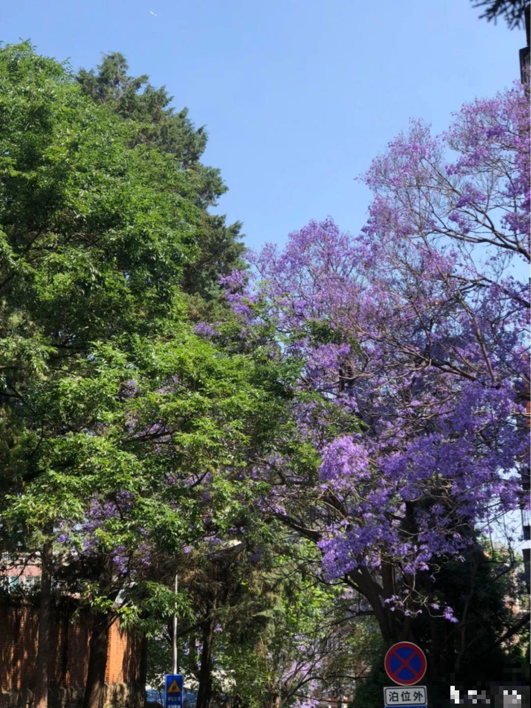 5种花长太快，容易泛滥成灾，千万别随便丢弃