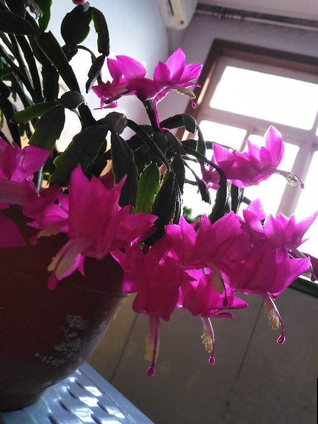 5种花冬天不能多浇水,积水容易烂根,呼呼死一大片 5种花冬天不能多浇水,积水容易烂根,呼呼死一大片