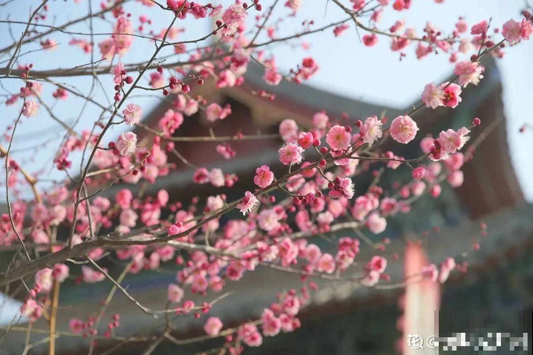 八种花养成老桩,有镇宅旺家好兆头,生机满满 八种花养成老桩,有镇宅旺家好兆头,生机满满