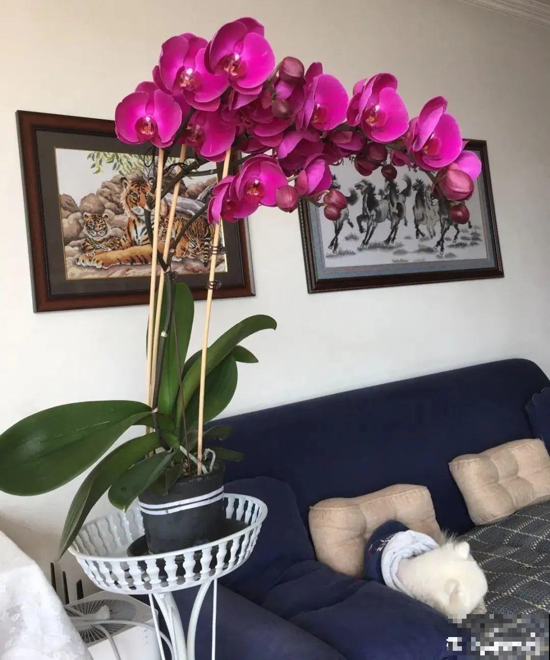 8种花，年年买，年年养死，今年可别当冤大头