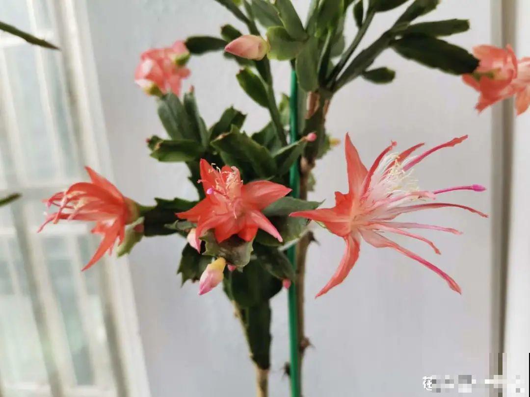 蟹爪兰软趴趴、掉花苞？它有“5怕”，避开后，叶片硬如铁！