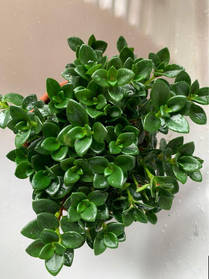 阳台就养盆金鱼吊兰，满盆开出小金鱼，寓意年年有余