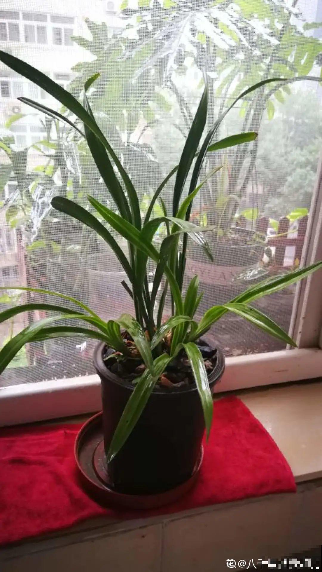 秋天在家养盆“香香花”，满屋子香味，还特耐寒