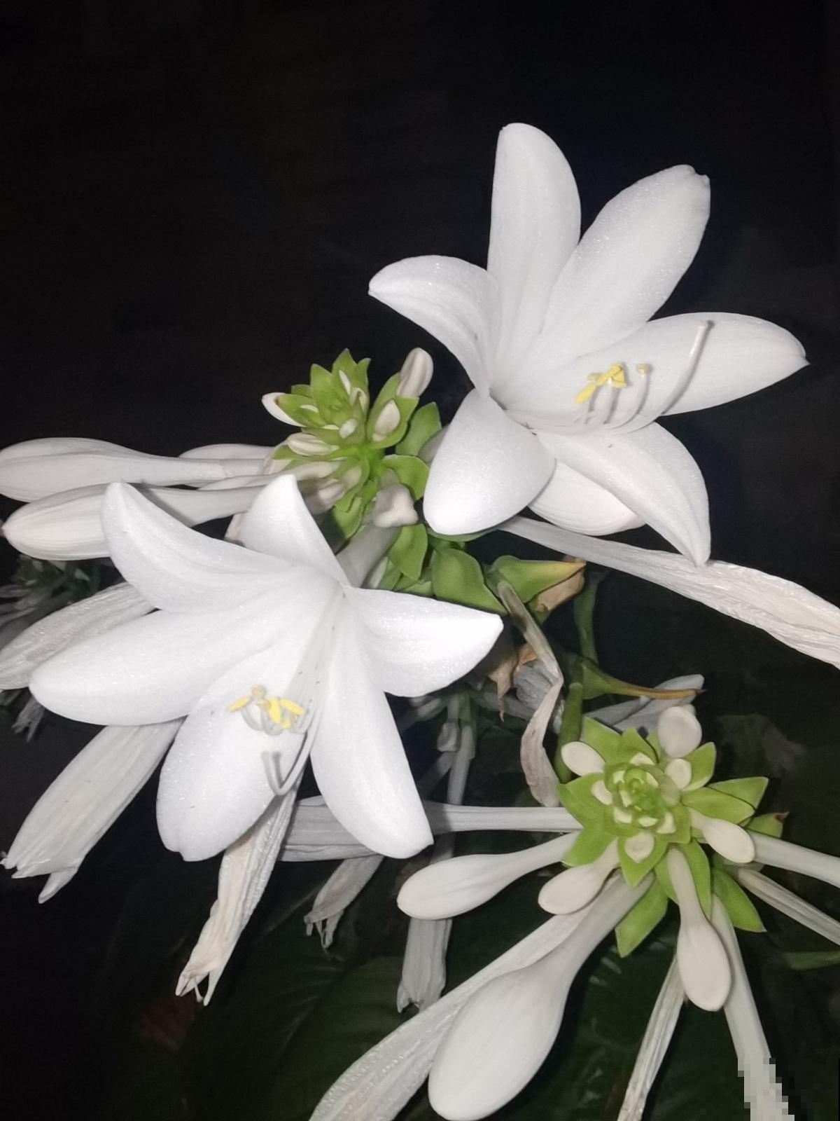 10种花，零下10℃也能过冬，长势一点不输南方