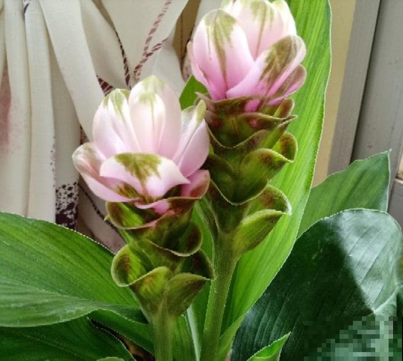 生姜也能开“荷花”？一个星期就发芽，开出比脸还大的“荷花”