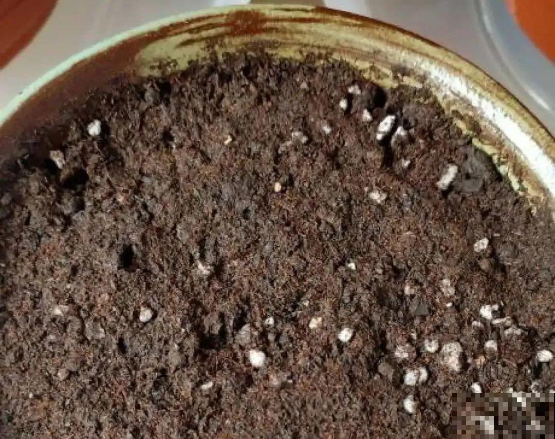 秋天在家养盆“香香花”，满屋子香味，还特耐寒