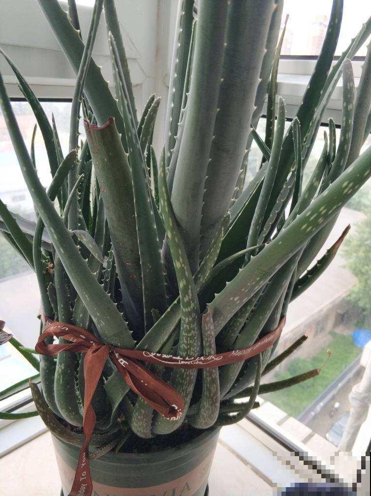 喜欢养花的女人，都应该养盆芦荟，美容养颜好处多