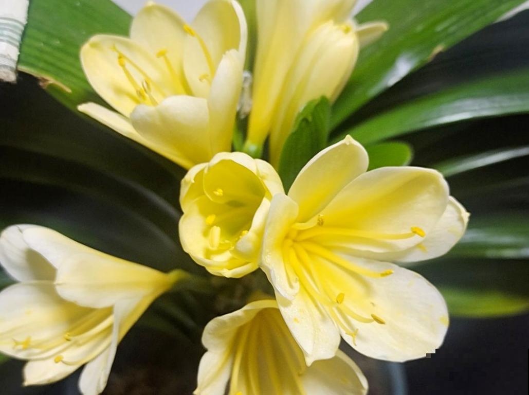 养花太勤快也是错？4种花浇水就得死，一定尽早收手