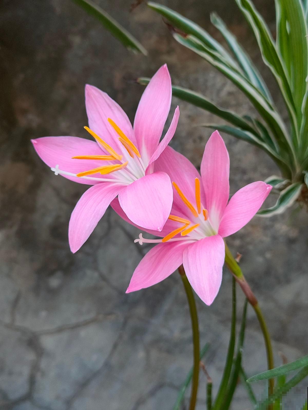 风雨兰一年开几次花 风雨兰一年开几次花