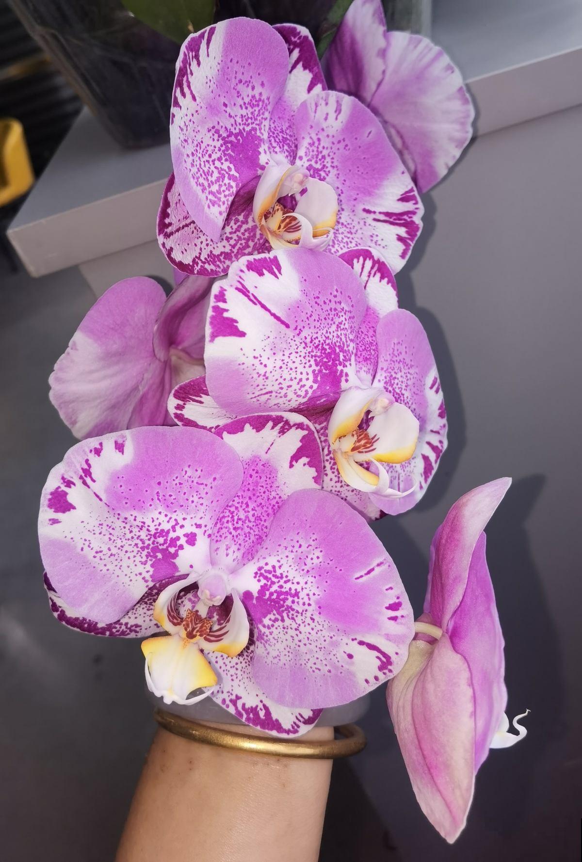 1种花满盆开出“小蝴蝶”，招财进宝寓意好，一年四季都开花