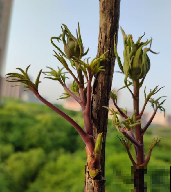 芍药和牡丹，傻傻分不清楚，6个方法教你快速区别