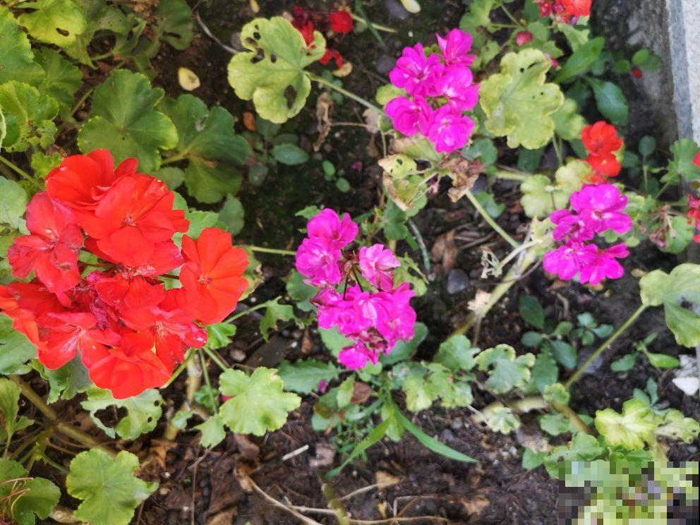 天竺葵是“开花机器”,一个动作不注意,刚长的花苞就掉一地! 天竺葵是“开花机器”,一个动作不注意,刚长的花苞就掉一地!